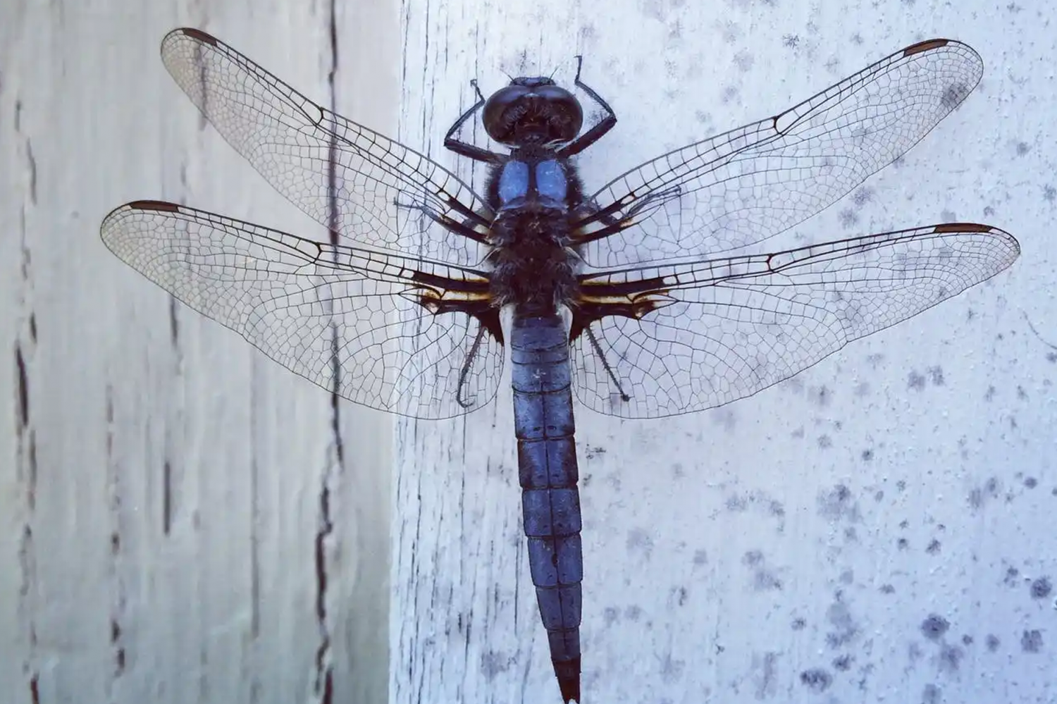 Where Did the Name Dragonfly Come From?