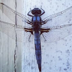 Where Did the Name Dragonfly Come From?